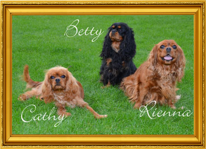 Unsere Cavaliere Cathy - Betty vom Hubertushof - Rienna von Eichenrott - Bonse-Cavalier-Wolfenbüttel_Heere